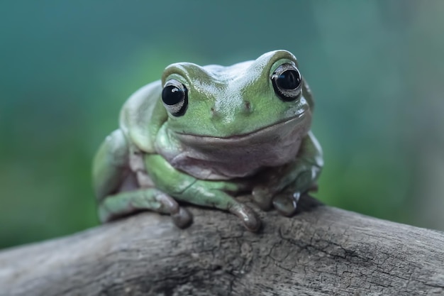 Dumpy frog litoria caerulea on green leaves dumpy frog on branch tree frog on branch amphibian closeup