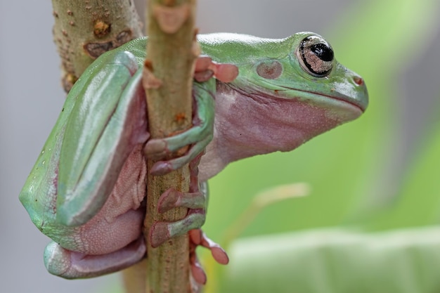 Dumpy frog litoria caerulea on green leaves dumpy frog on branch tree frog on branch amphibian closeup