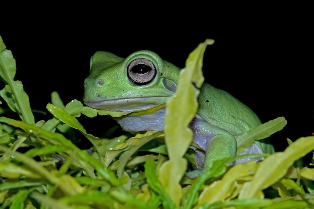 Dumpy frog litoria caerulea on green leaves