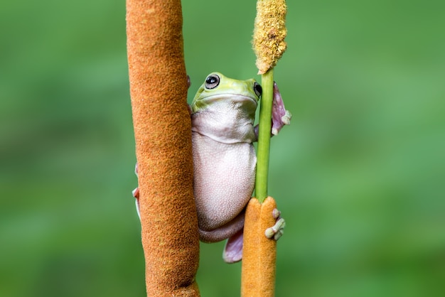 dumpy frog on a twigs on a green background