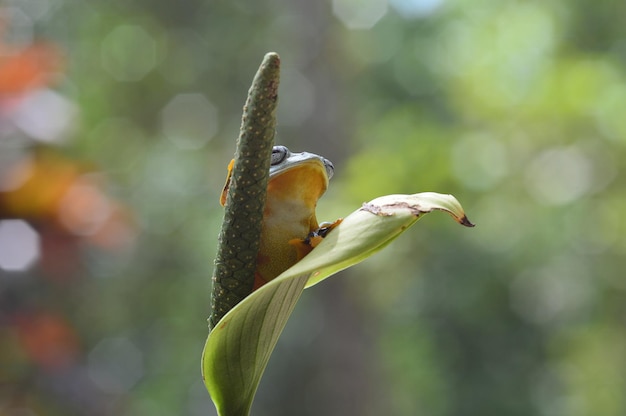 Dumpy Frog on twigs