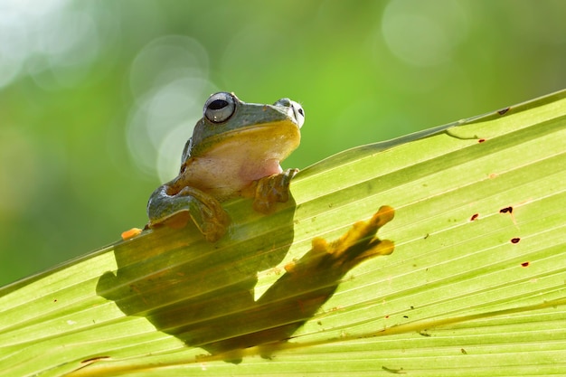 Dumpy Frog on twigs