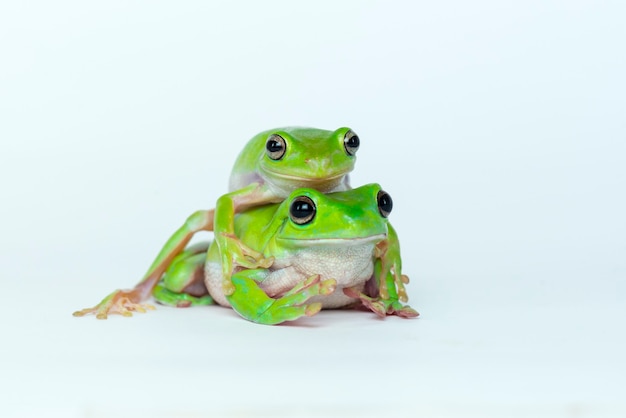 dumpy frog on white background