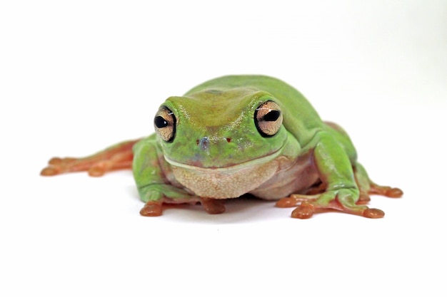 dumpy frog on white