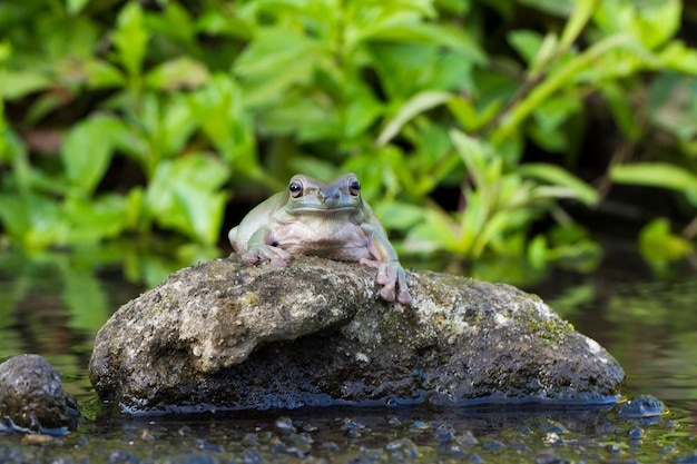 dumpy tree frog or White's tree frog on the wildlife