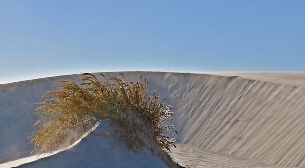 Dune Landscape