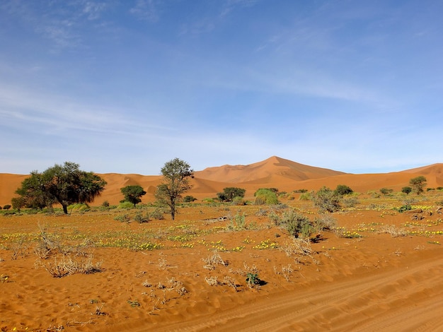 Dunes in Namib desert Sossusvlei Namibia