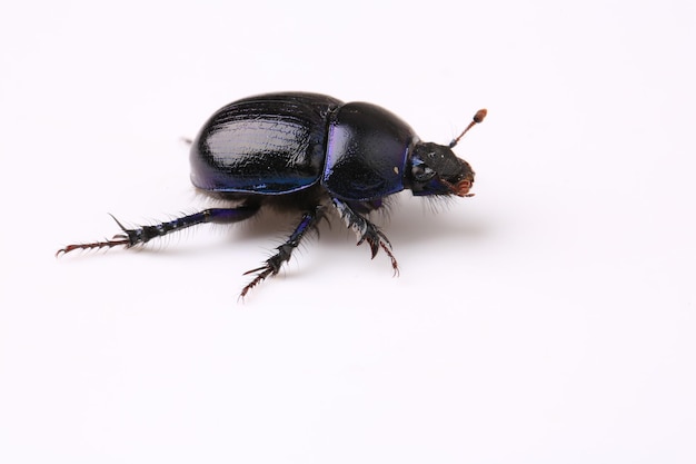 Dung Beetle violet black on white background