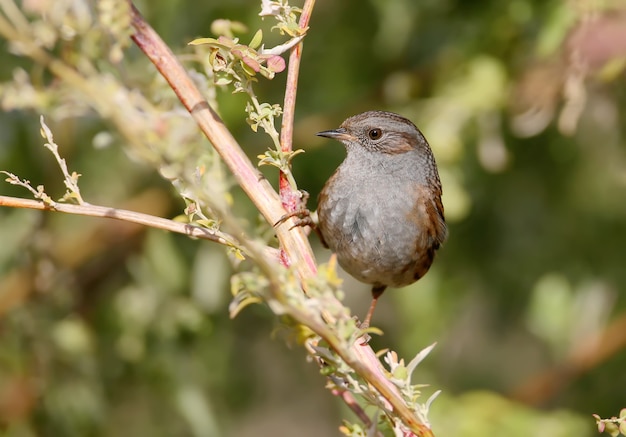 The dunnock (Prunella modularis) sitting on branch of bush in soft evening light. Closeup view. 
The identifications signs of the bird and the structure of the feathers are clearly visible.
