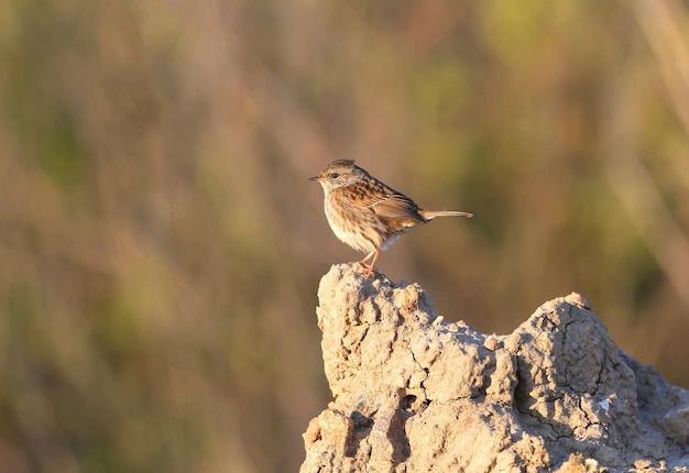 The dunnock Prunella modularis