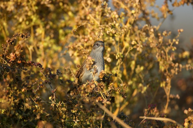 The dunnock Prunella modularis