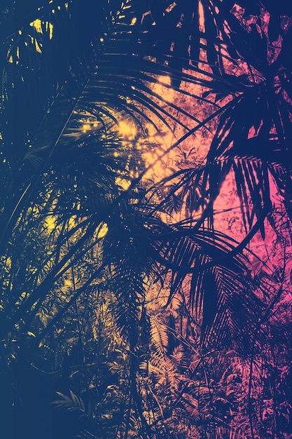 Duotone photograph of palm trees in the jungle