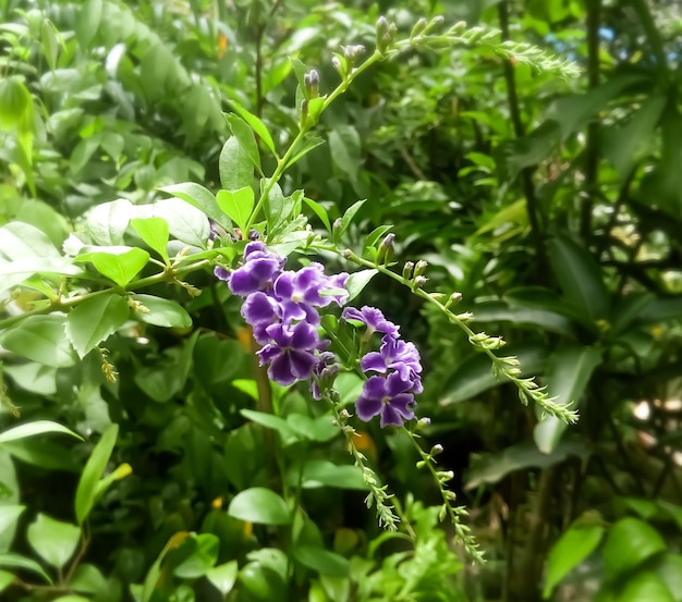 Duranta or Duranta erecta purple flower closeup photo