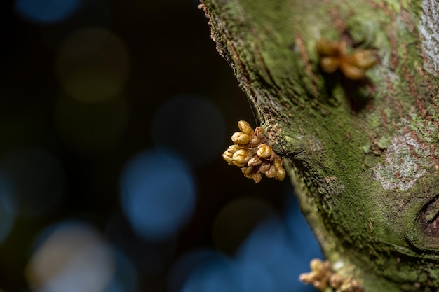 Durian flower buds that grow from branches