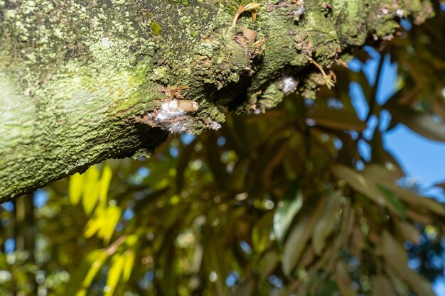 The durian flower that breaks out is in the growing season