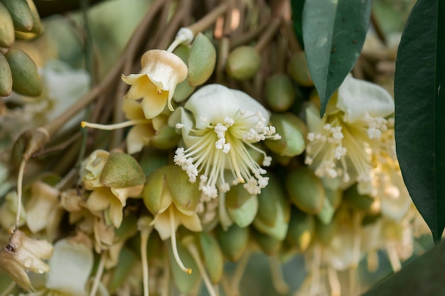 Durian flower