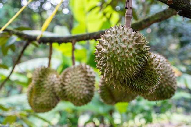 Durian fruit hanging on the branches of durian trees