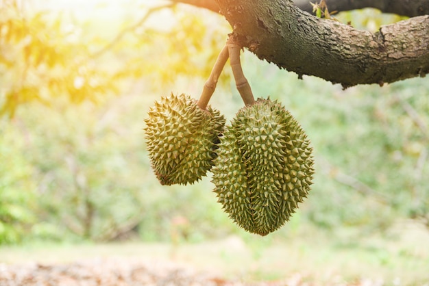 Durian fruit hanging on the durian tree in the garden orchard tropical summer fruit waiting for the harvest nature farm on the mountain. fresh durian in Thailand