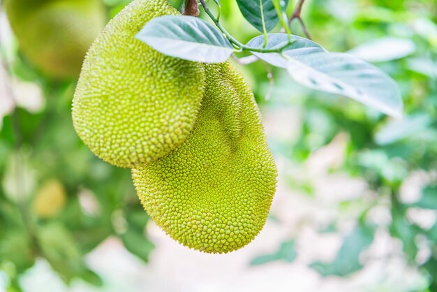 Durian fruit hanging in the tree in Can Tho, in Vietnam