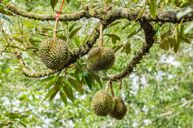 Durian fruit on the tree - durian is considered the king of tropical fruit