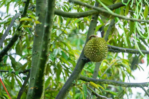 Durian is ready to harvest the products on the tree, waiting for the merchants to buy and export to China.