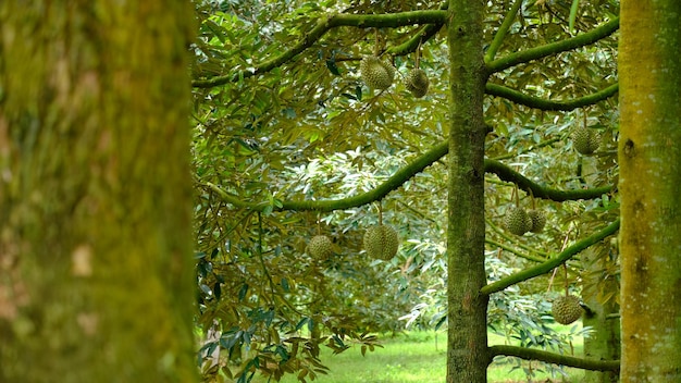 Durian is ripe