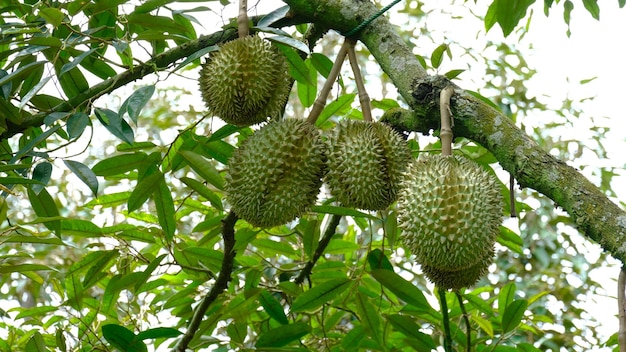 Durian is ripe