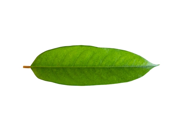 Durian leaves plant isolated on white background