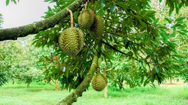 durian on mature tree