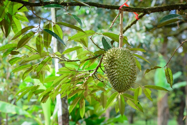 Durian tree, Fresh durian fruit on tree  Durians are the king of fruits