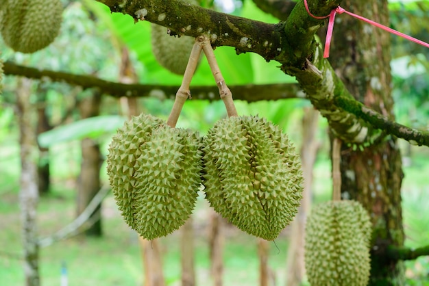 Durian tree, Fresh durian fruit on tree  Durians are the king of fruits