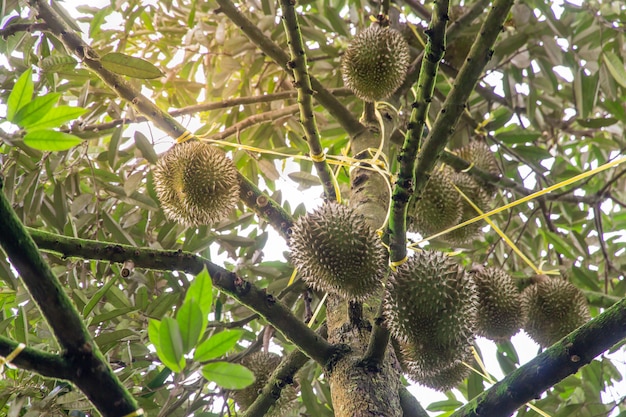 Durian tree, Fresh durian fruit on tree, Durians Mon Thong are the king of fruits