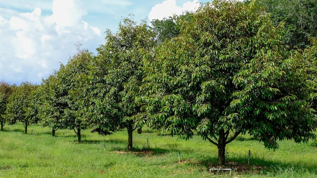 durian tree in the garden