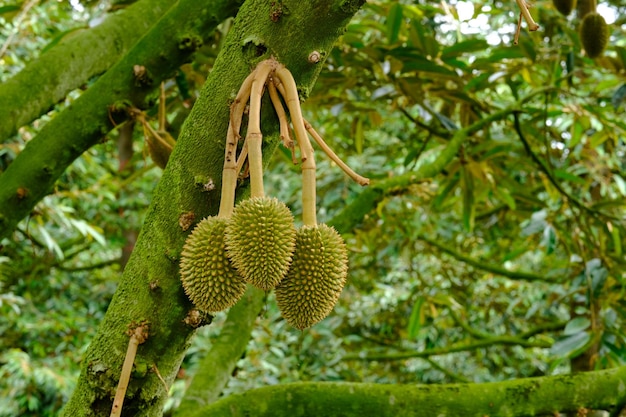 durian on a tree