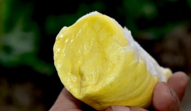 durian