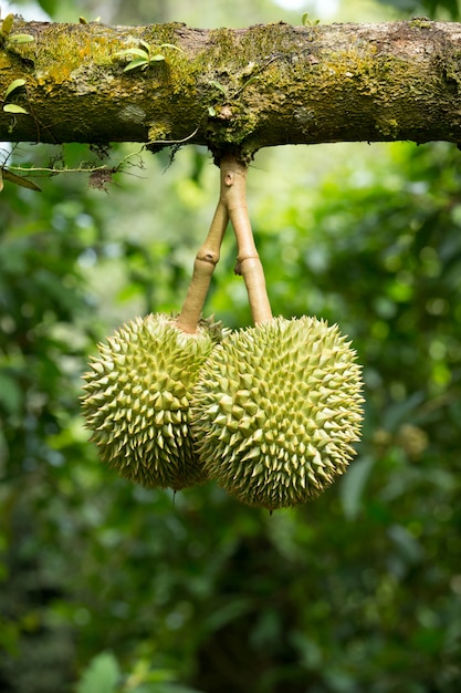 durian