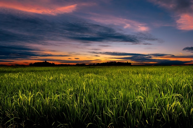 Dusk in agricultural field