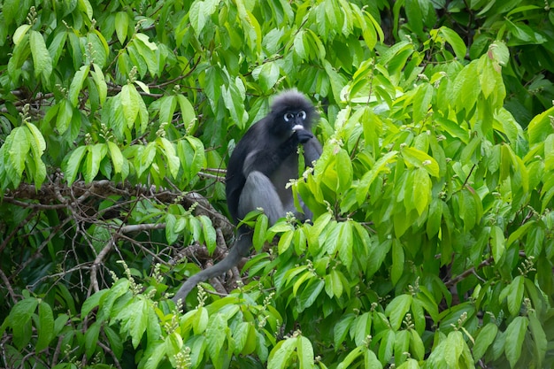 Dusky Langur(Spectacled Langur) (Trachypithecus obscurus)at Kaeng Krachan National Park