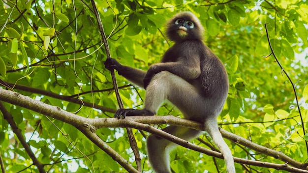 Dusky leaf monkey Langur in forest