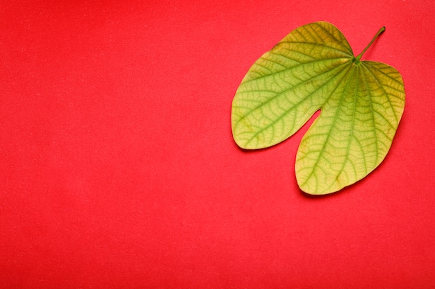 Dussehra greeting card using apta / Bauhinia racemosa