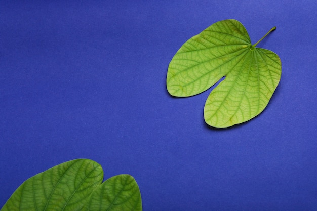 Dussehra greeting card using apta / Bauhinia racemosa