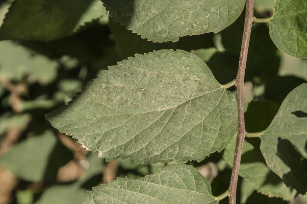 Dusty green leaves in nature near the road