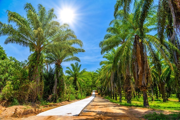 Dusty road through palms plantation and jungle Than Bok Khorani