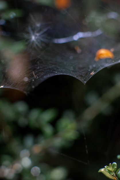 Dusty web in the forest