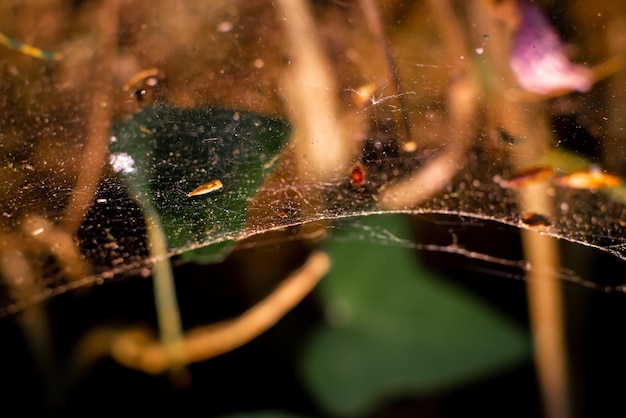 Dusty web in the forest