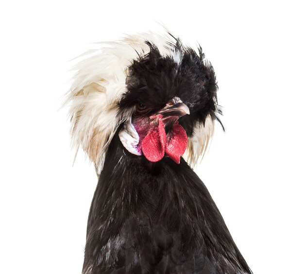 Dutch Rooster against white surface