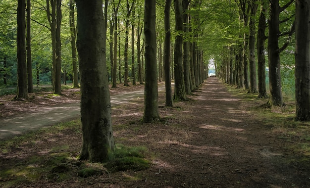 Dutch rural nature