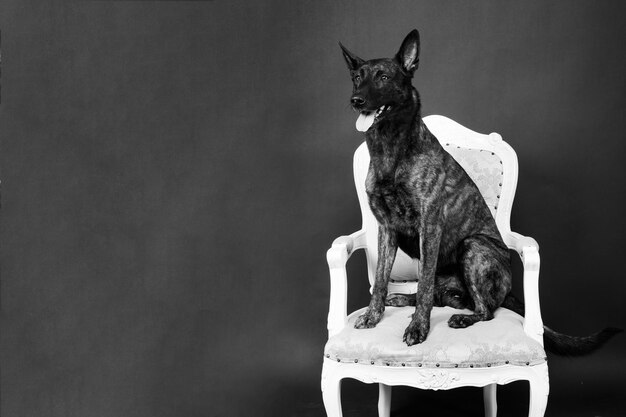 Dutch shepherd on black background studio posing portrait