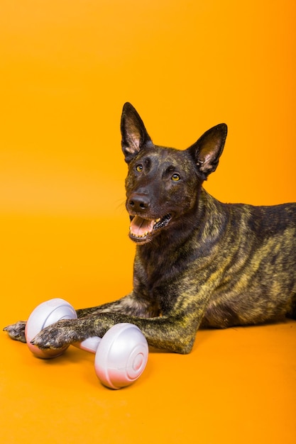 Dutch Shepherd holding dumbbell on a red and yellow background