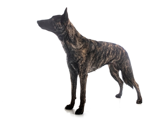 Dutch Shepherd in studio